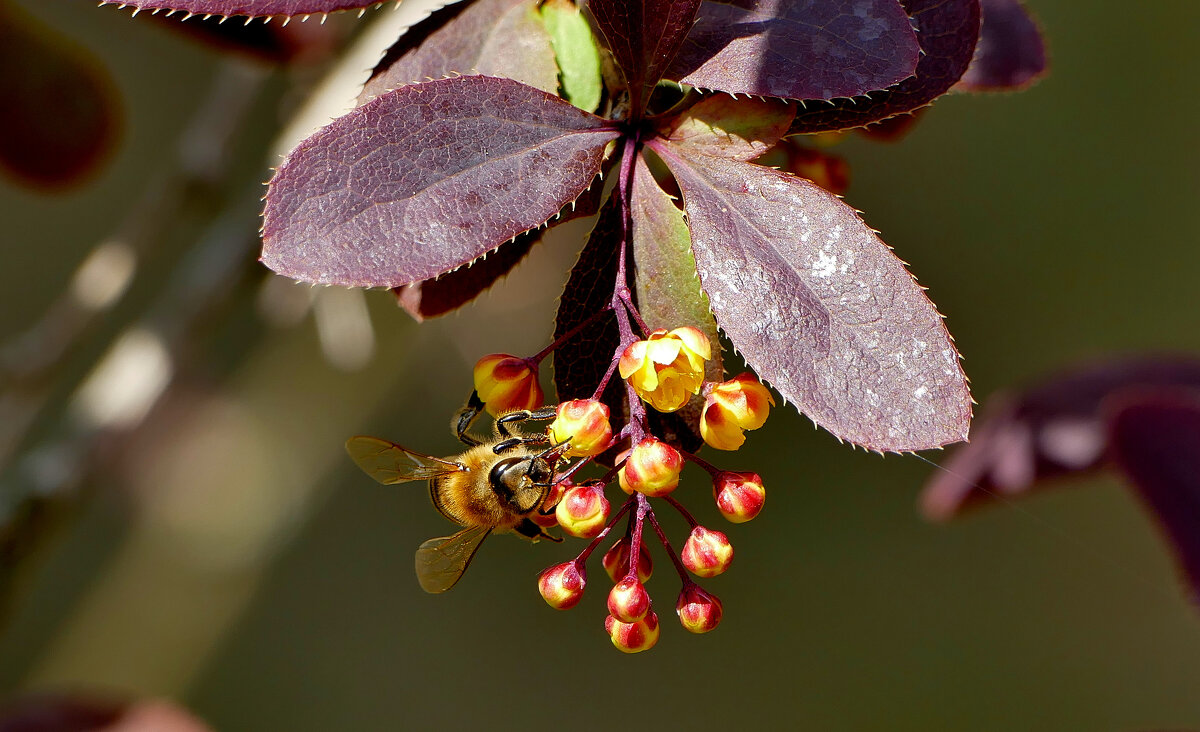 Картинки начала мая 4 - Александр Прокудин Картинки начала мая 4 - Александр Прокудин