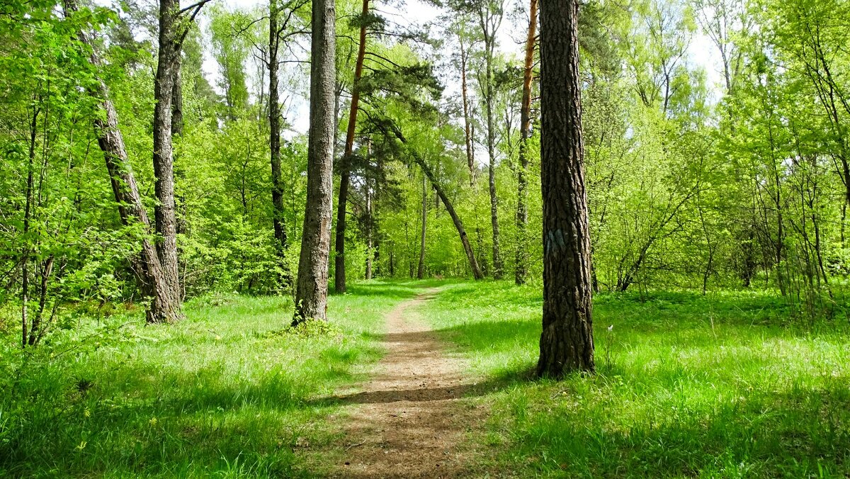 Майский лес - Милешкин Владимир Алексеевич 