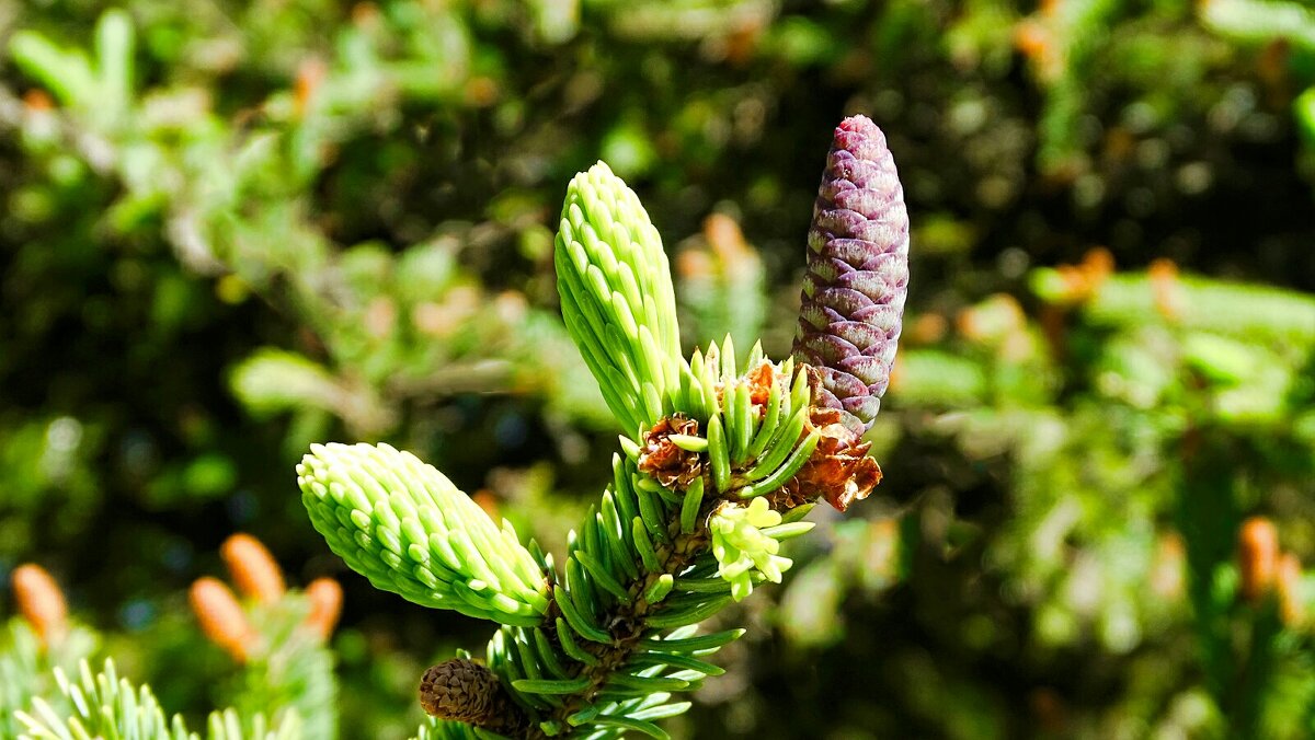 Цвет обыкновенной ели. - Милешкин Владимир Алексеевич Цвет обыкновенной ели. - Милешкин Владимир Алексеевич