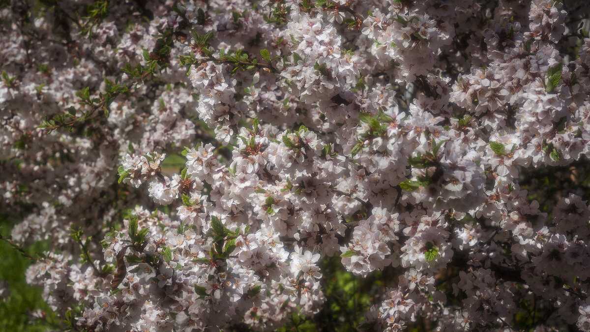 Волшебство цветения вишни. - Вадим Басов Волшебство цветения вишни. - Вадим Басов