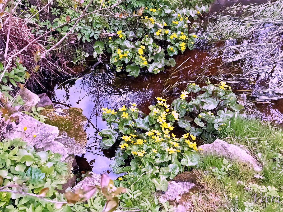 Калужницы - Veera V Калужницы - Veera V