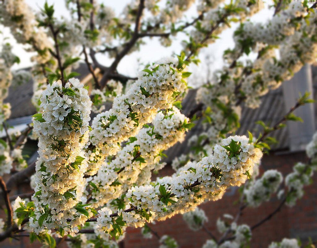 Пипидастры - Наталья S