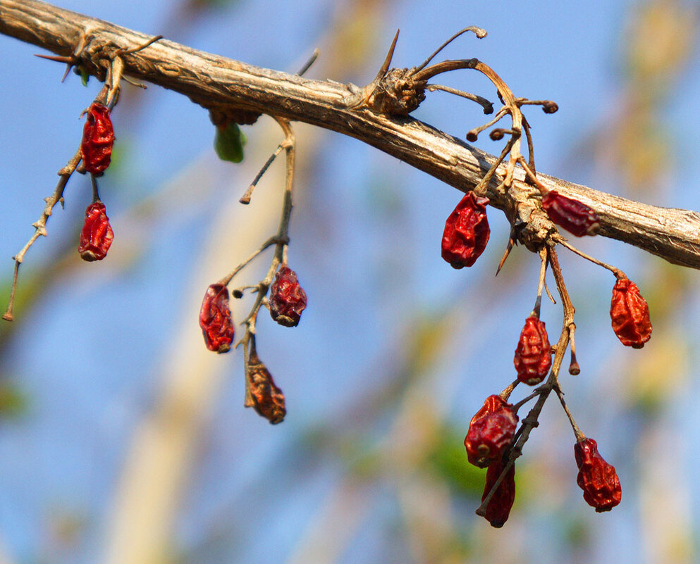 Прошлогодний барбарис - Наталья S