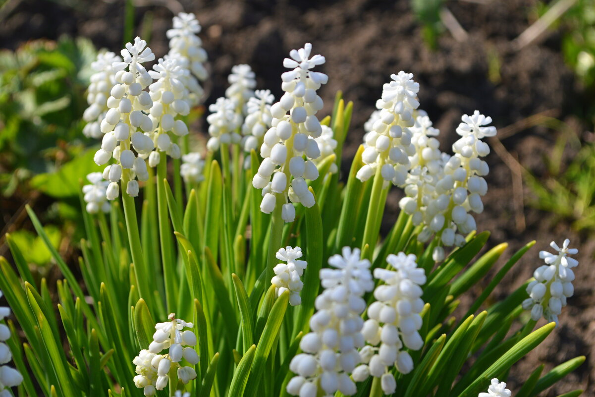 Белые мускарики - Татьяна Лютаева Белые мускарики - Татьяна Лютаева