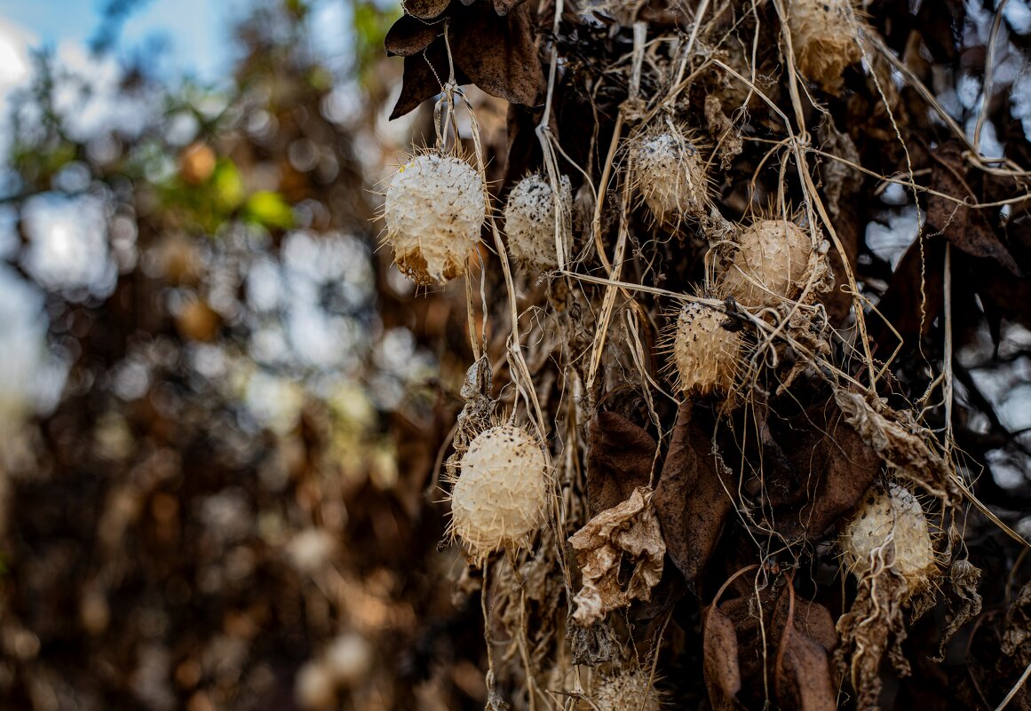 Прошлогодняя коллекция - Петр 
