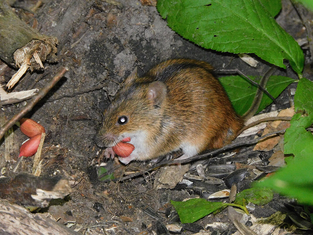Полевая мышь - Лина 