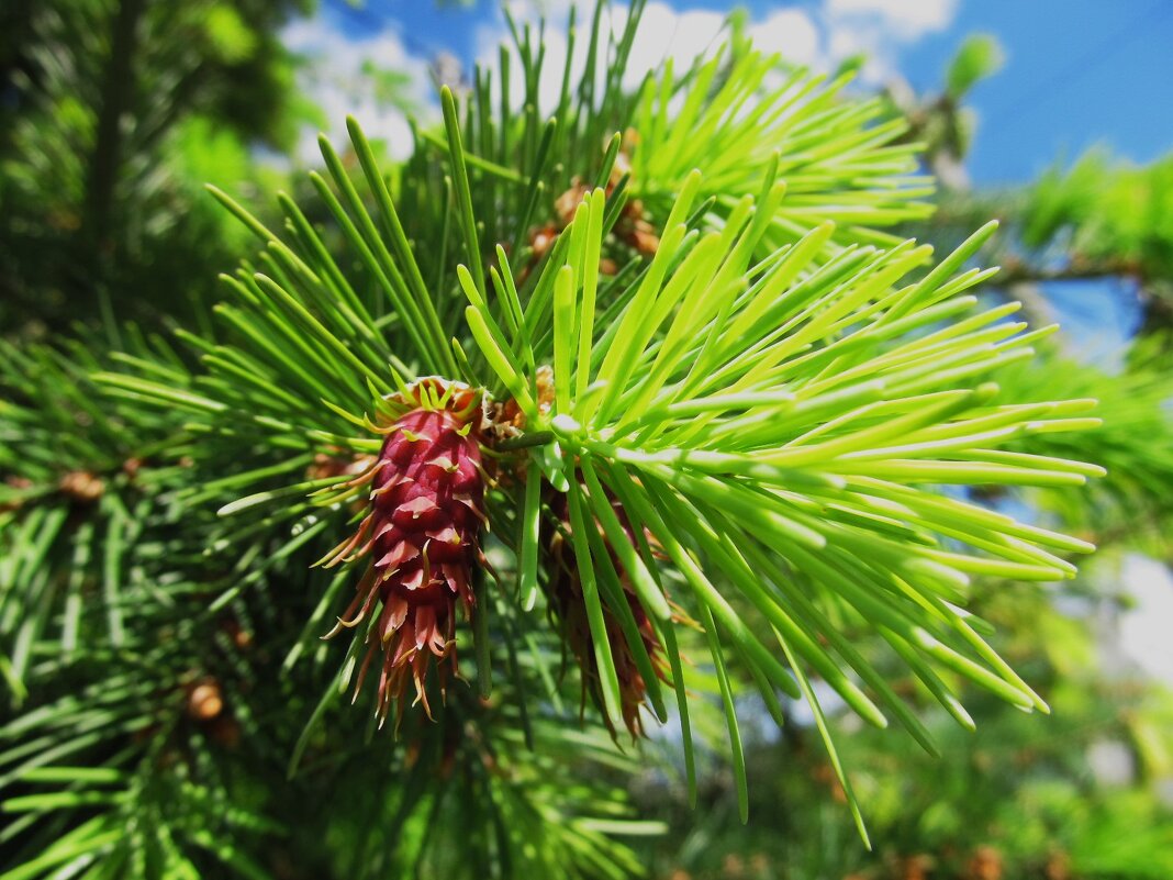 майские шишки - Елена Шаламова