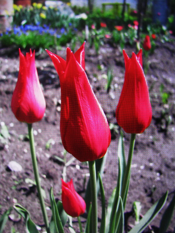 Стройные красавцы - Людмила Смородинская Стройные красавцы - Людмила Смородинская