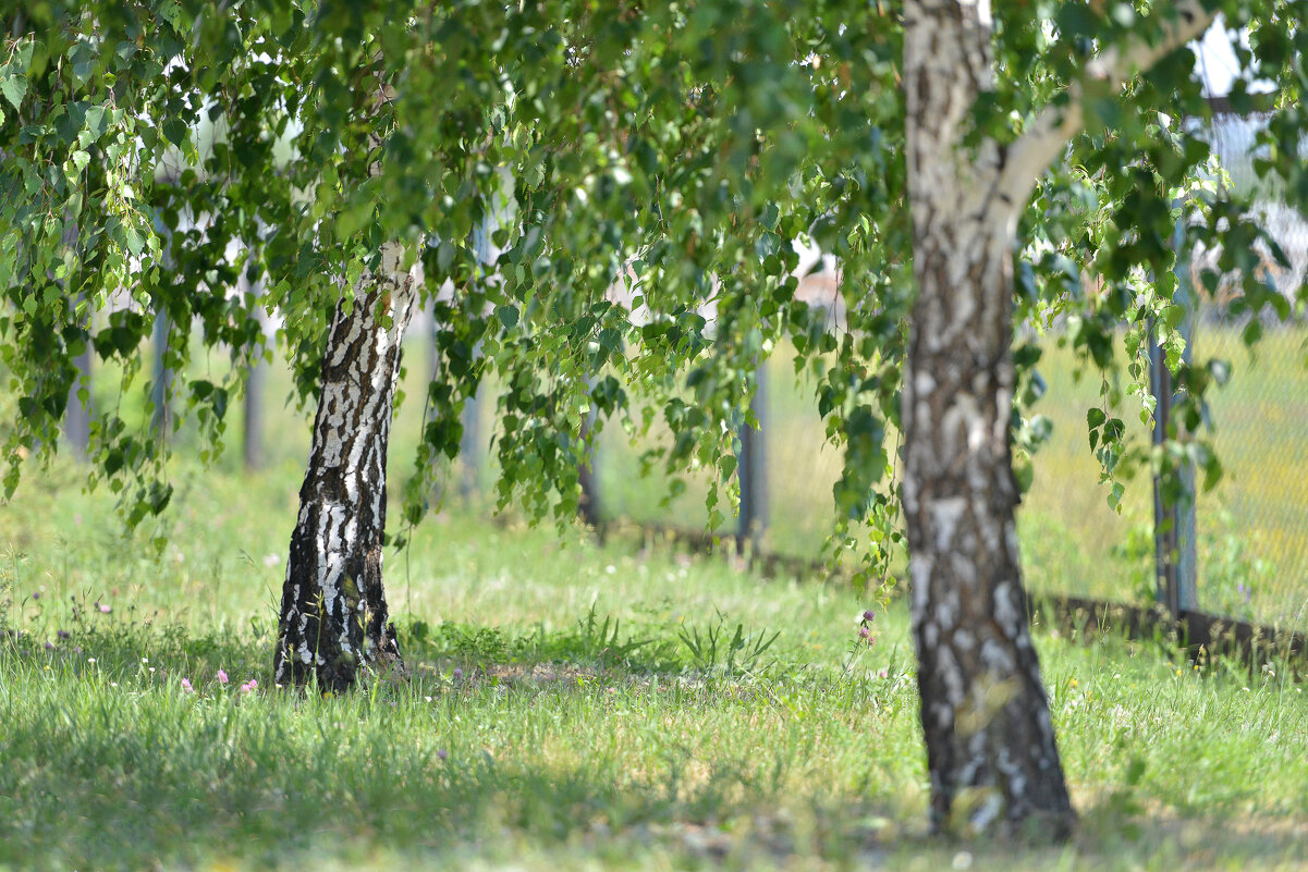 В тенёчке ... - Maxxx©  