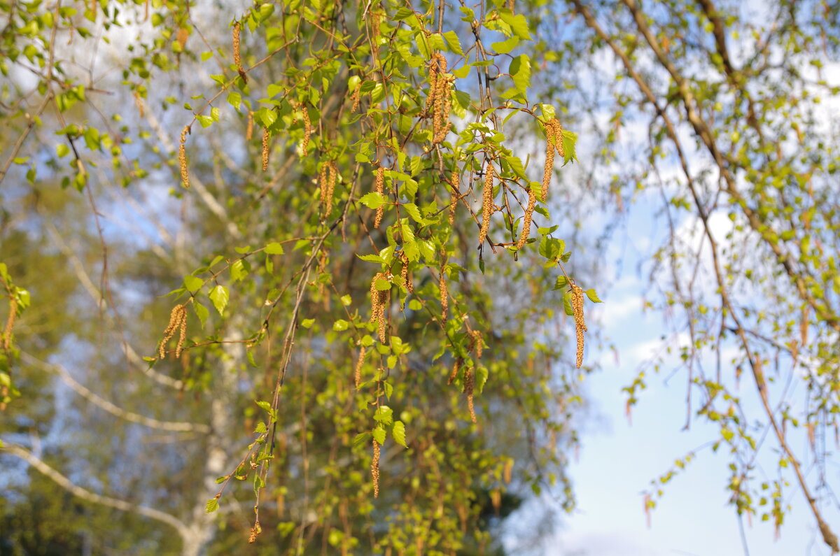 береза - Сергей Швечков береза - Сергей Швечков