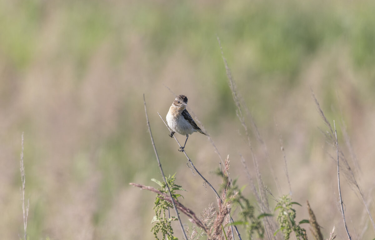 луговой чекан - юрий макаров