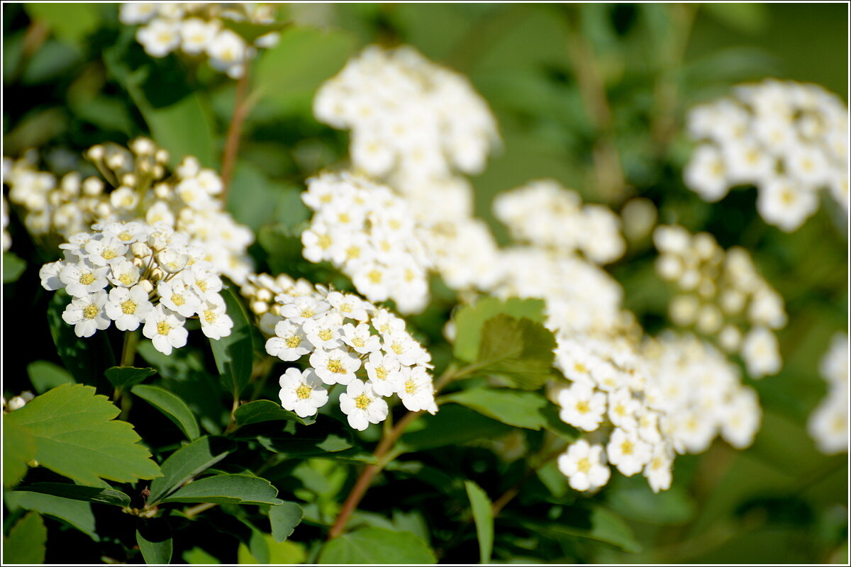 Спирея - Сеня Белгородский