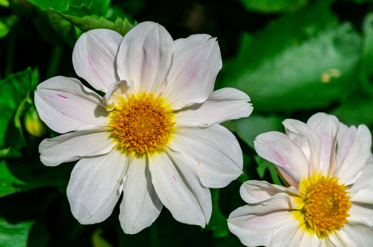 *** - Виктор Иванович Чернюк *** - Виктор Иванович Чернюк