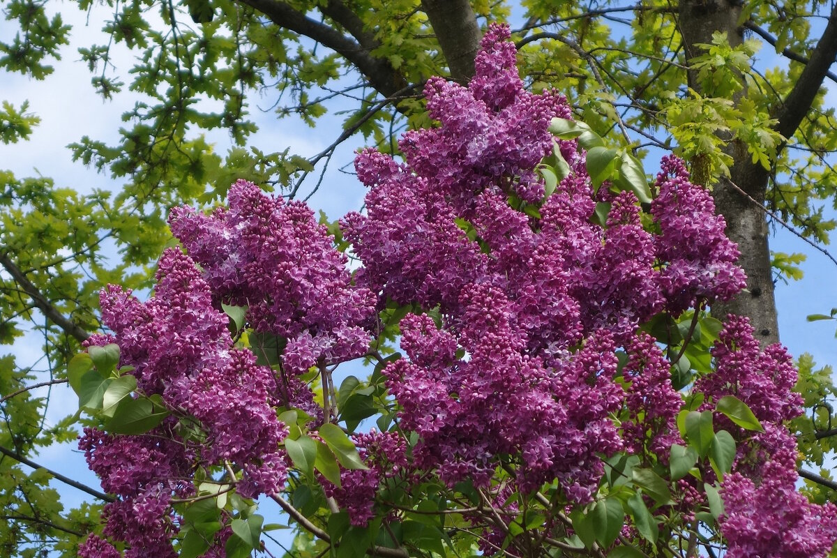 Сирень - Рита Симонова Сирень - Рита Симонова