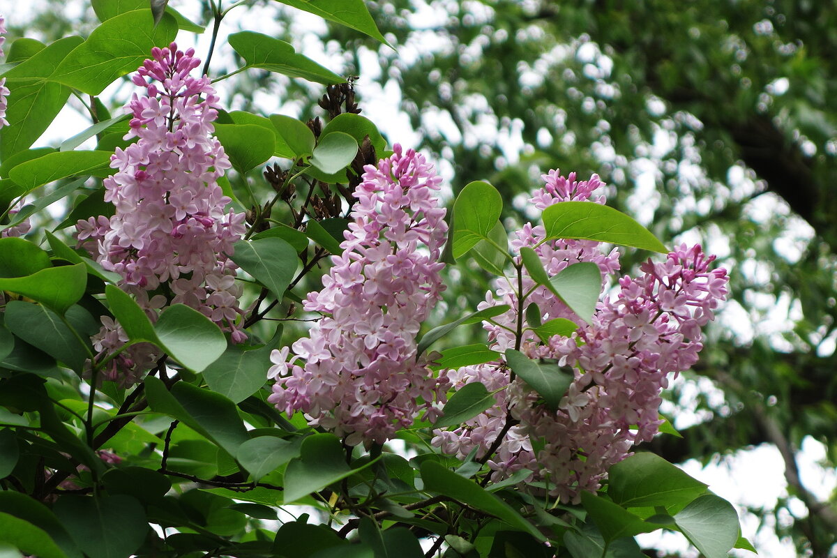 Сирень - Рита Симонова