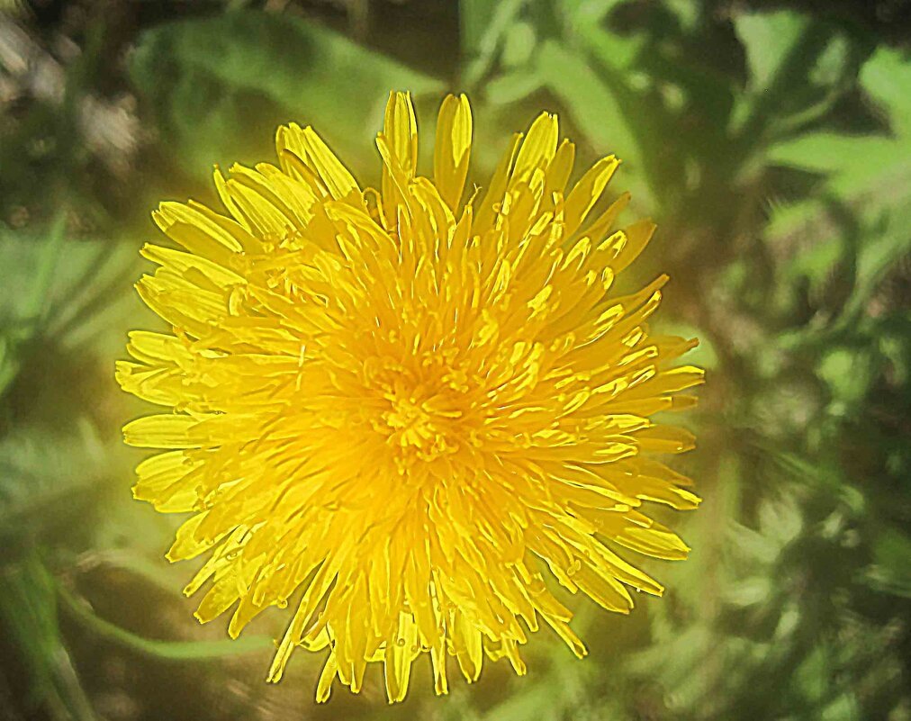 Солнышко - Елена Семигина