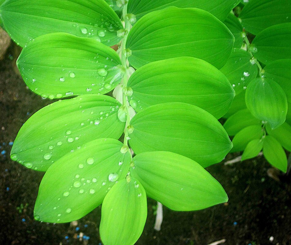 ***** - Елена Семигина ***** - Елена Семигина