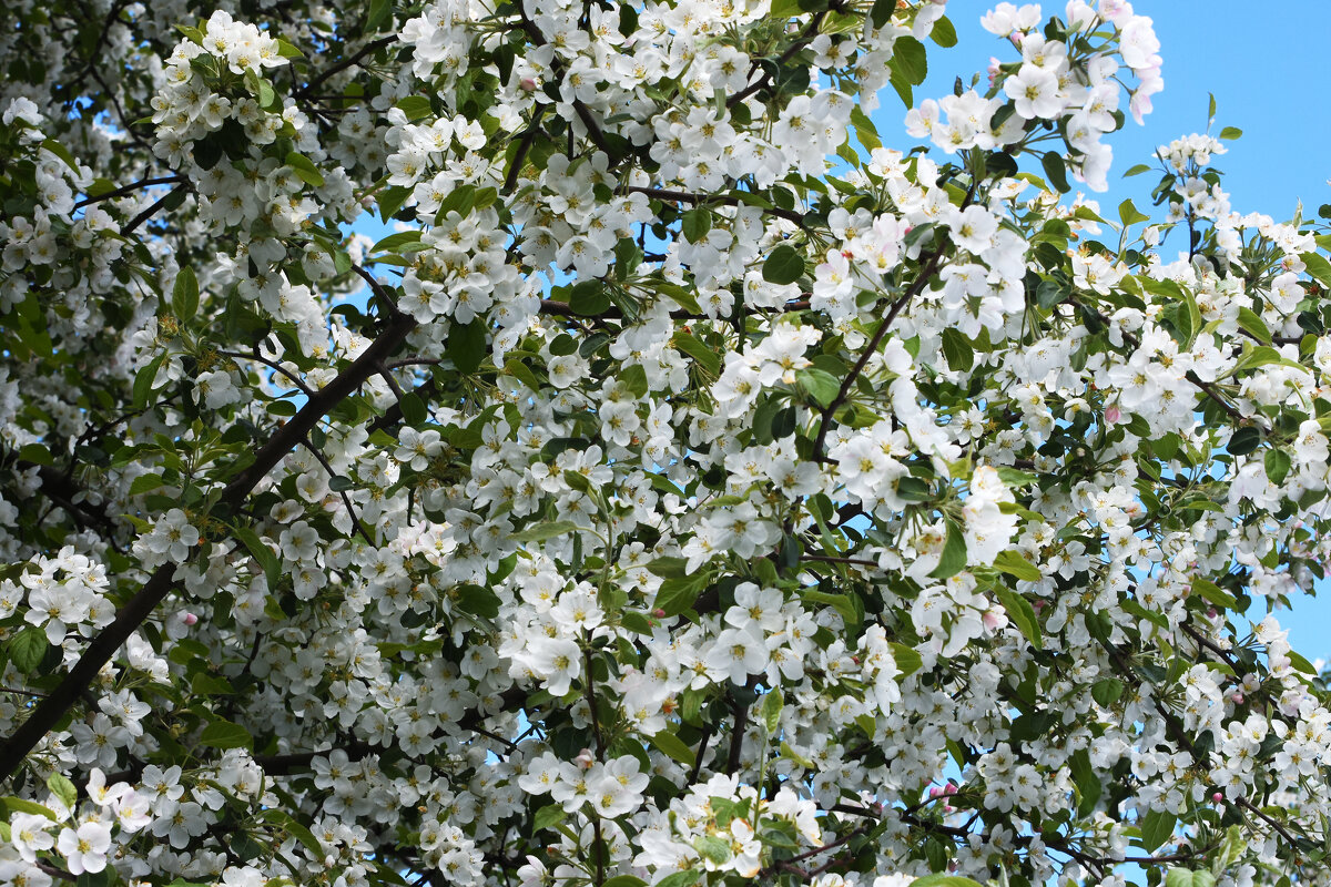 Весна в Ботаническом... - Наташа ***** Весна в Ботаническом... - Наташа *****