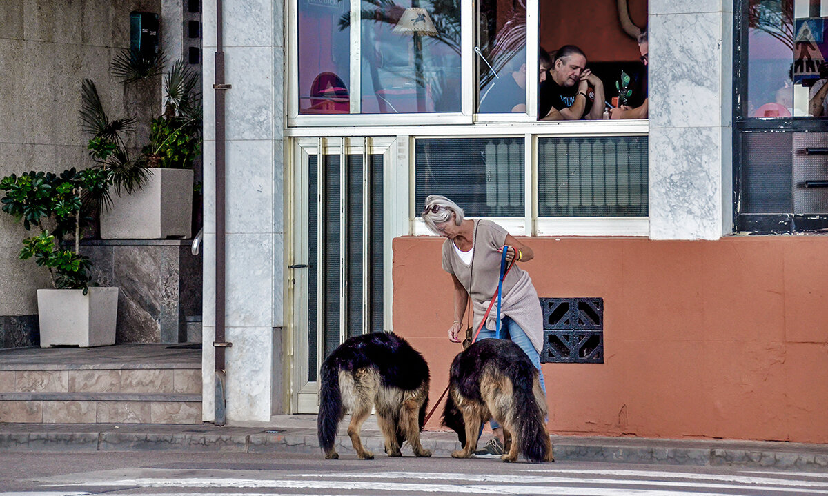 Помогите накормить собак! - Alexandеr P