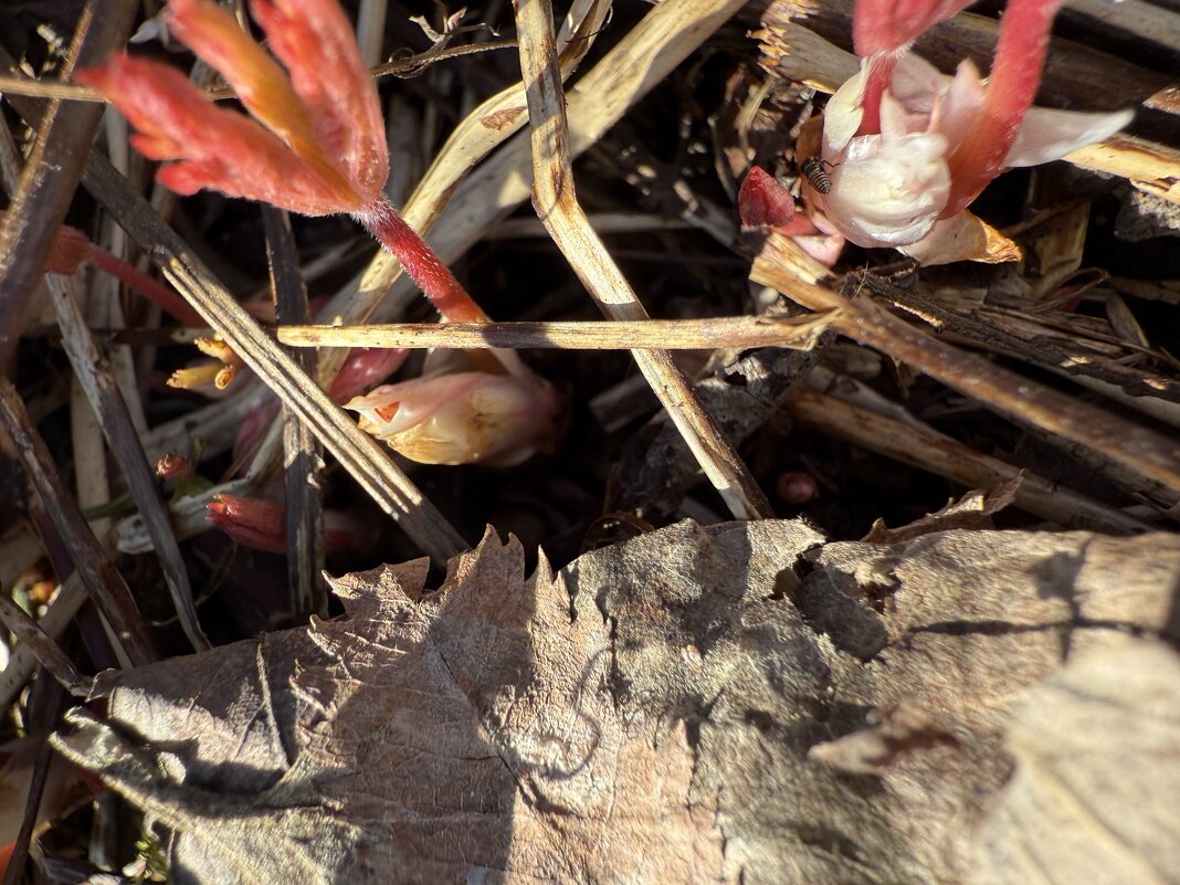 Пробуждение нового цветка - Светлана 