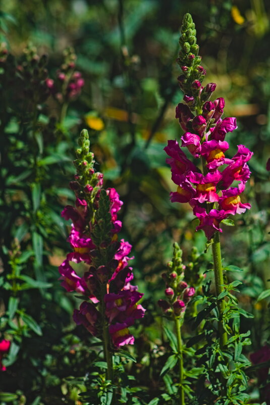 Львиный зев - Giant Tao / Львиный зев - Giant Tao /