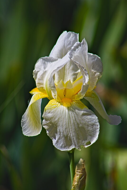 Белый ирис 2 - Giant Tao /