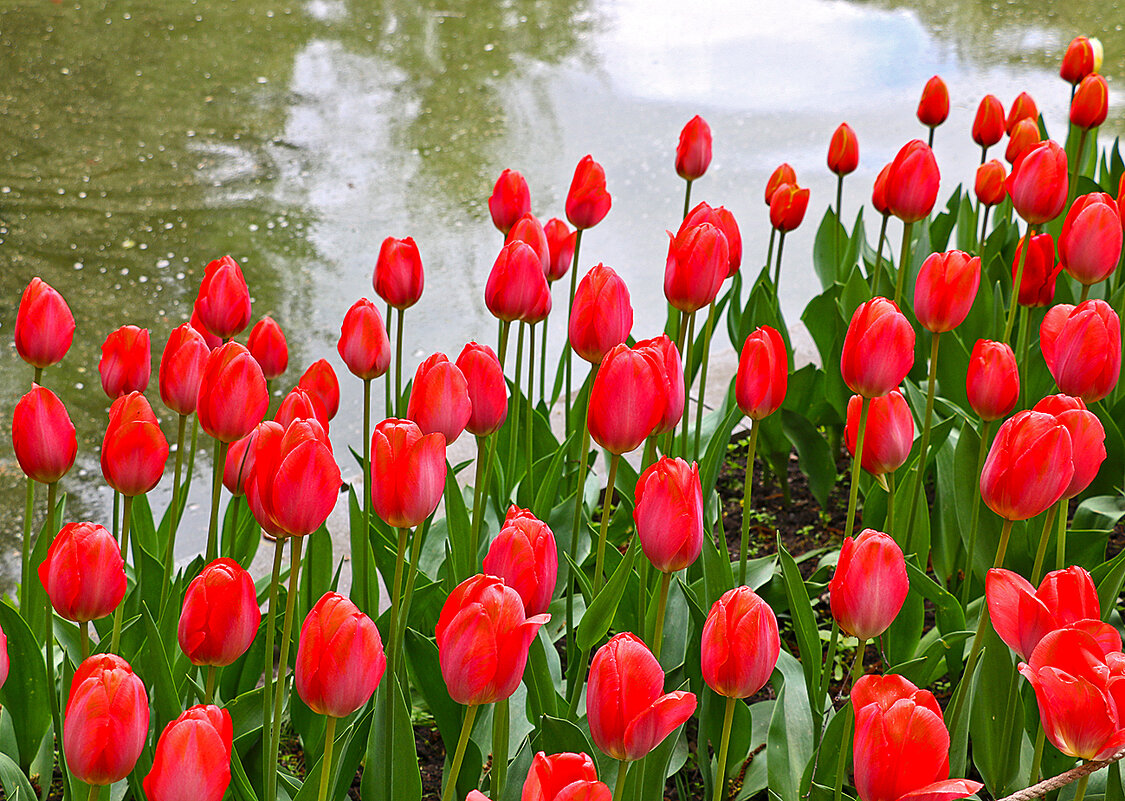 Тюльпаны Аптекарского - Светлана 