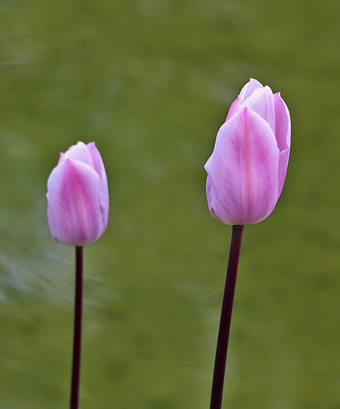 Нежная парочка - Светлана Нежная парочка - Светлана