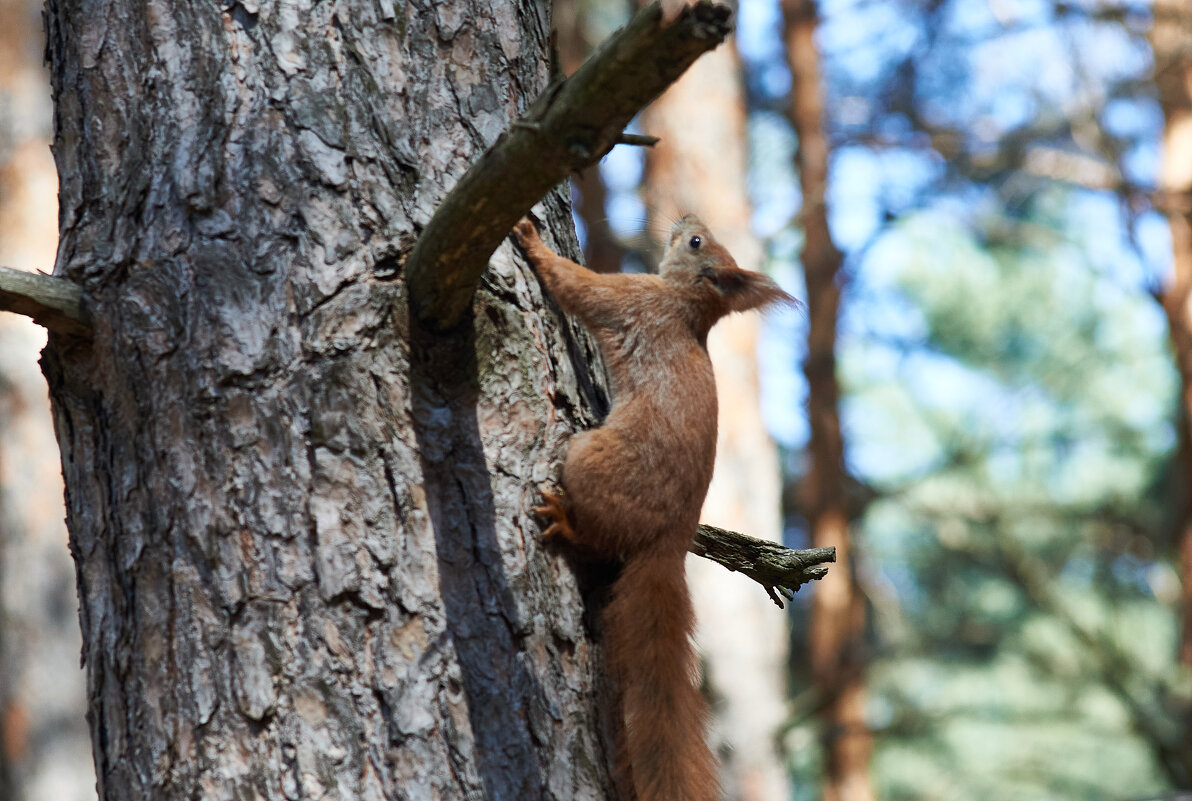 белка на сосне - Александр Леонов белка на сосне - Александр Леонов