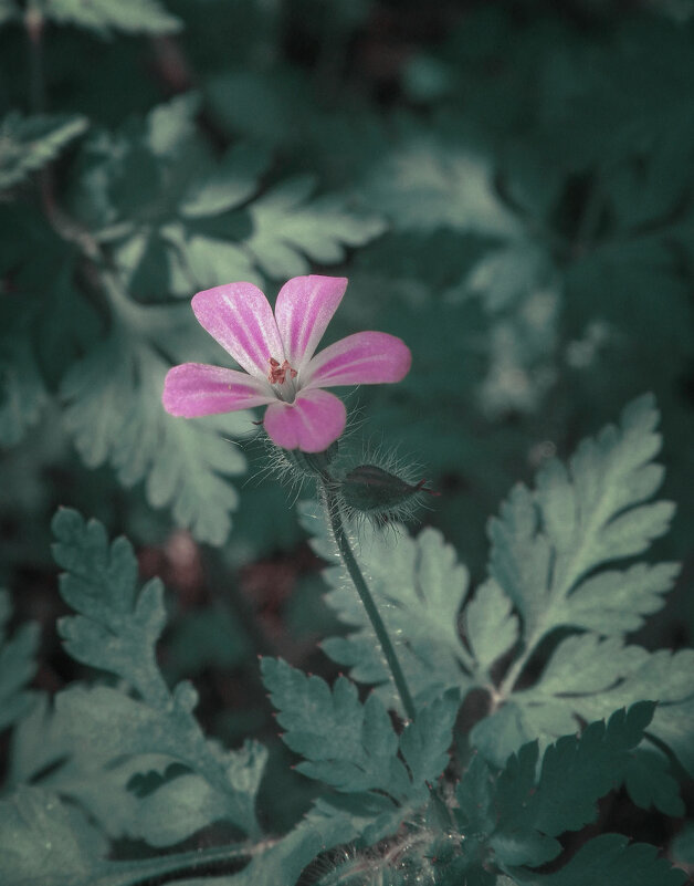 лесная гвоздика - Лера 