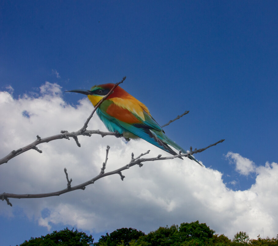 Золотистая щурка - Александр Посошенко Золотистая щурка - Александр Посошенко