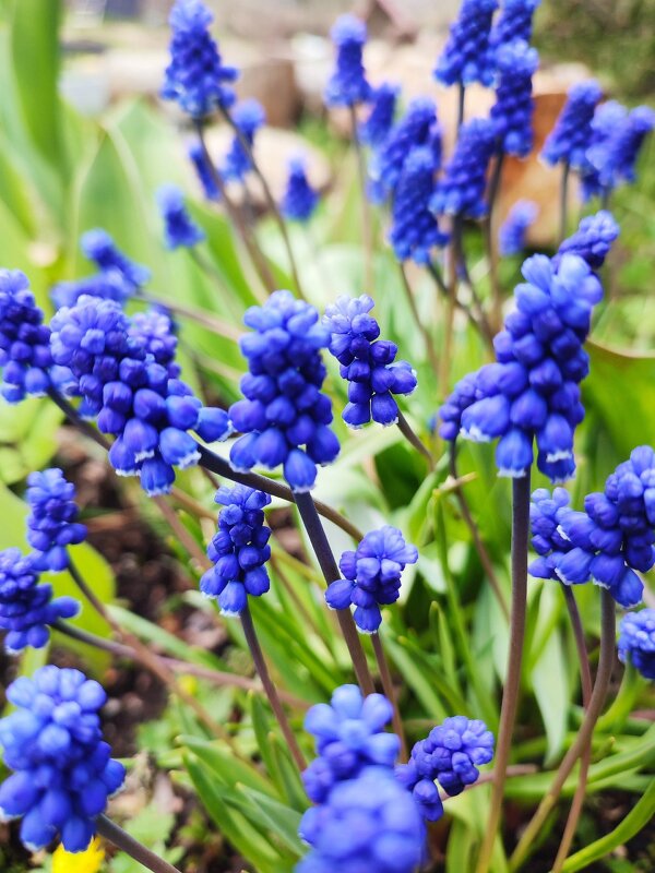 Майские радости - Ирина 