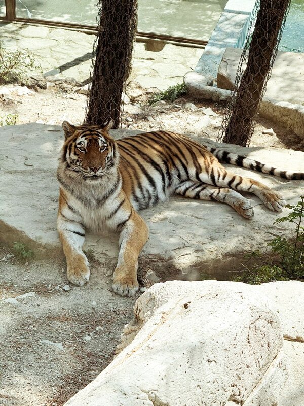 В теньке - Сергей Б. В теньке - Сергей Б.