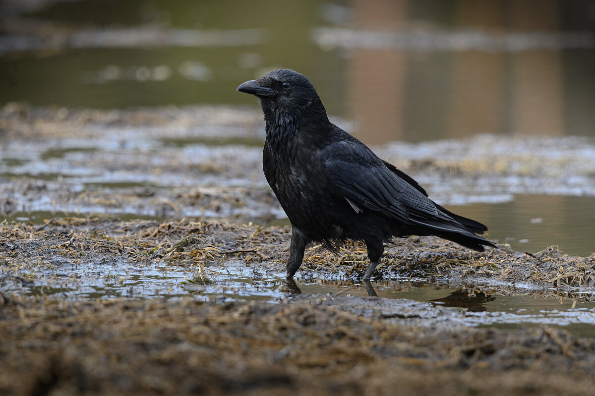 Ворон - Дмитрий 