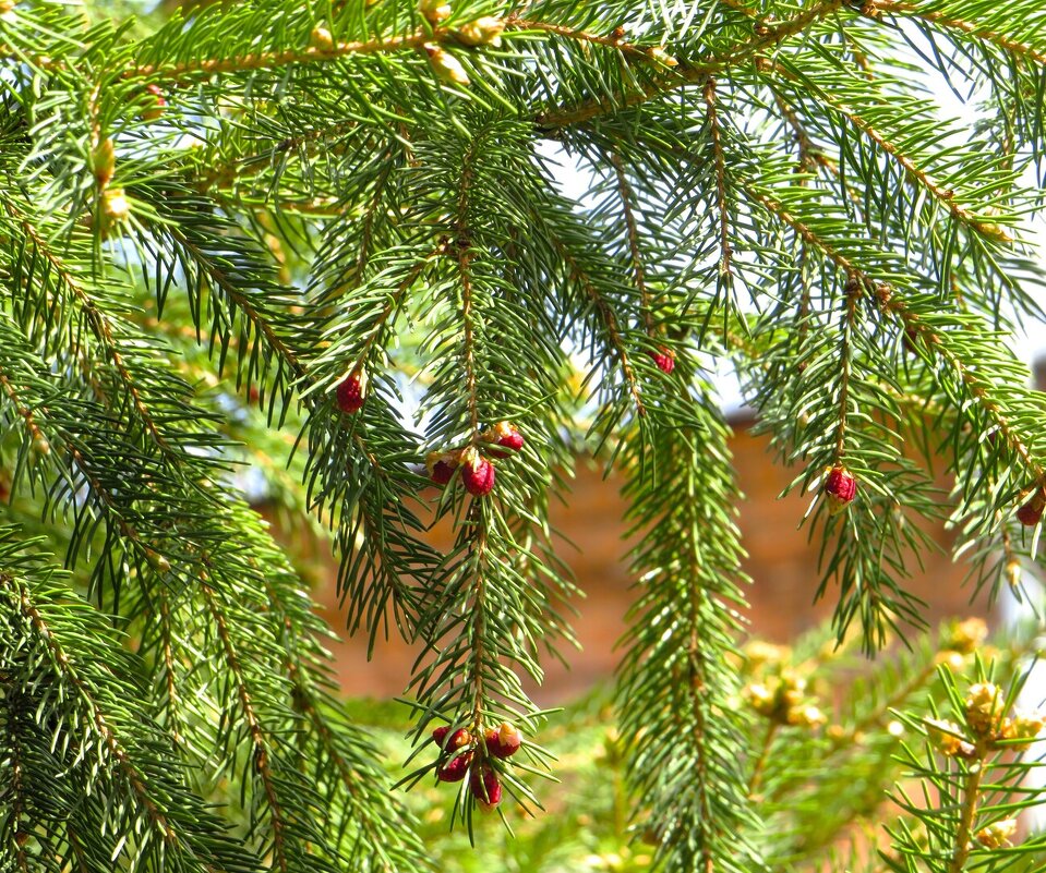 *** - Лариса С.