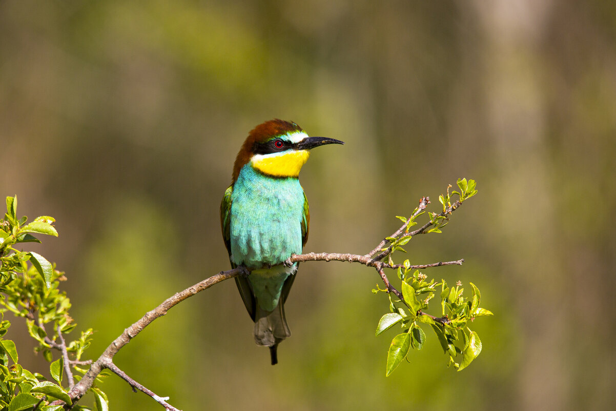 *** - Валерий Черняк