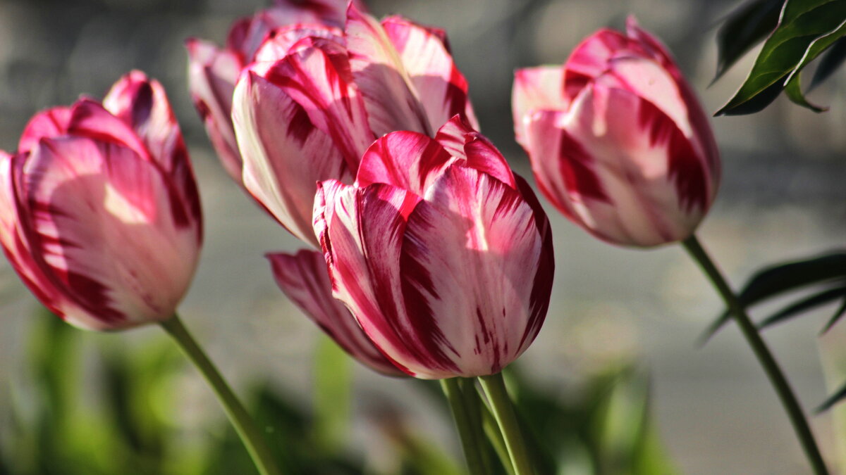 Майские тюльпаны. - Игорь Родионов