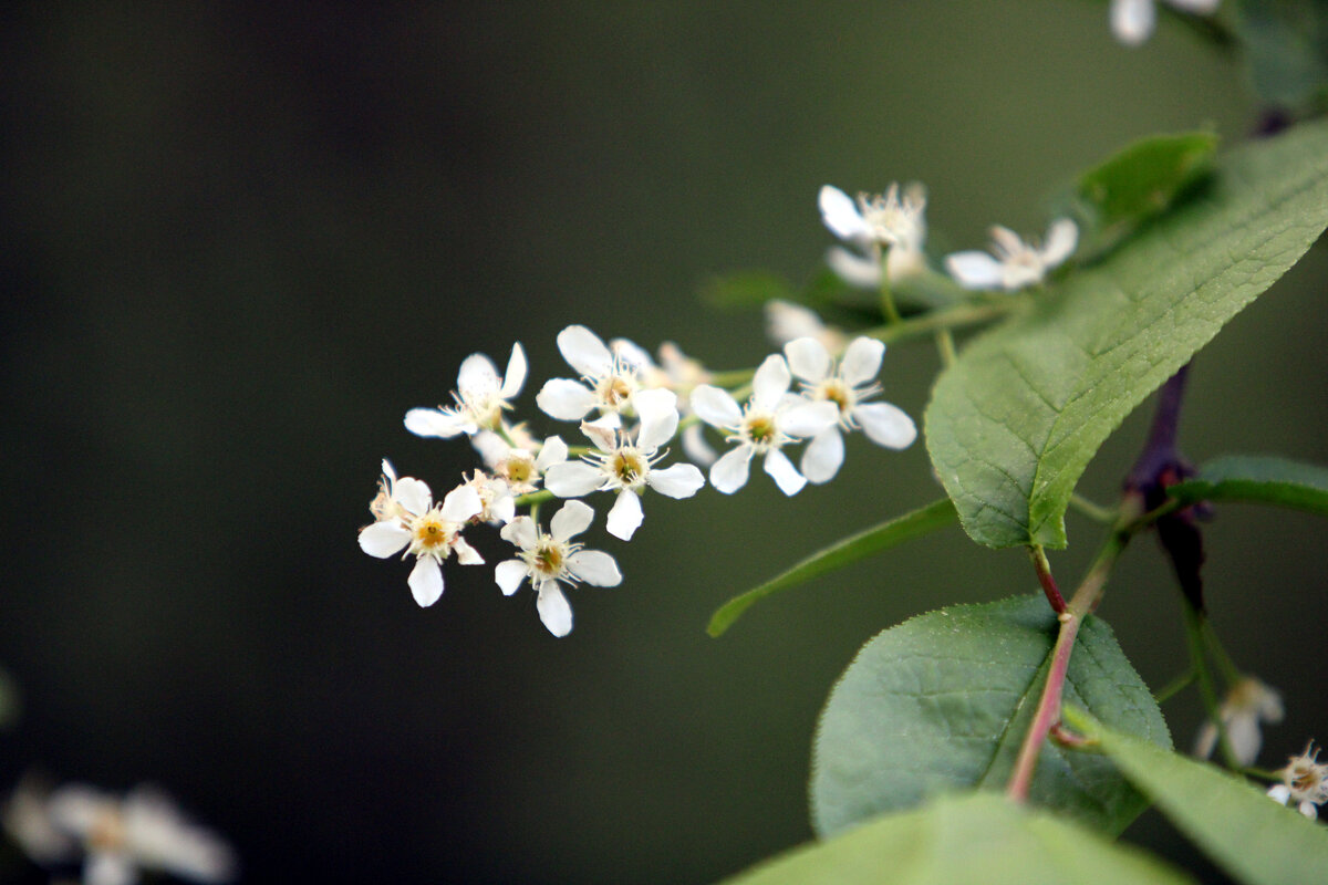 Весенее - Николай (dr.Zlo) Кузнецов Весенее - Николай (dr.Zlo) Кузнецов