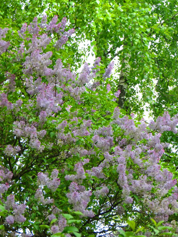 Сирень и береза. - Александр Чеботарь Сирень и береза. - Александр Чеботарь