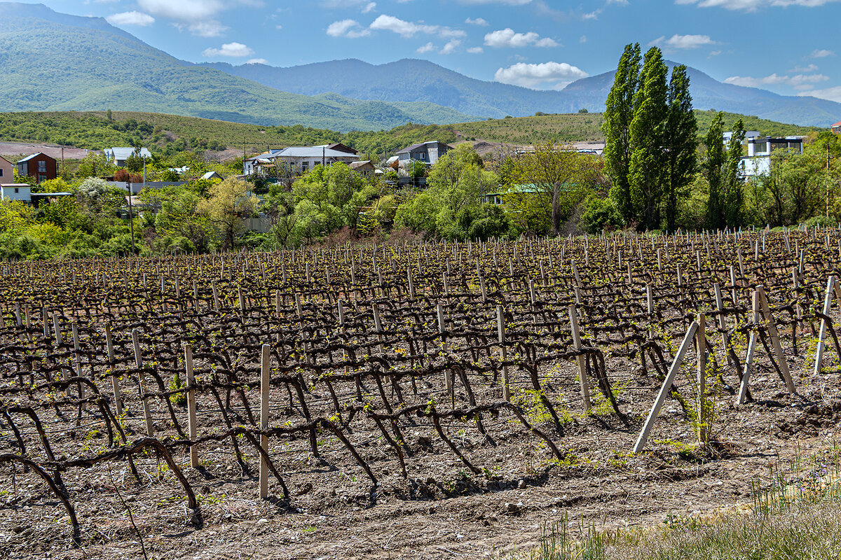 Виноградник - Юрий Яловенко