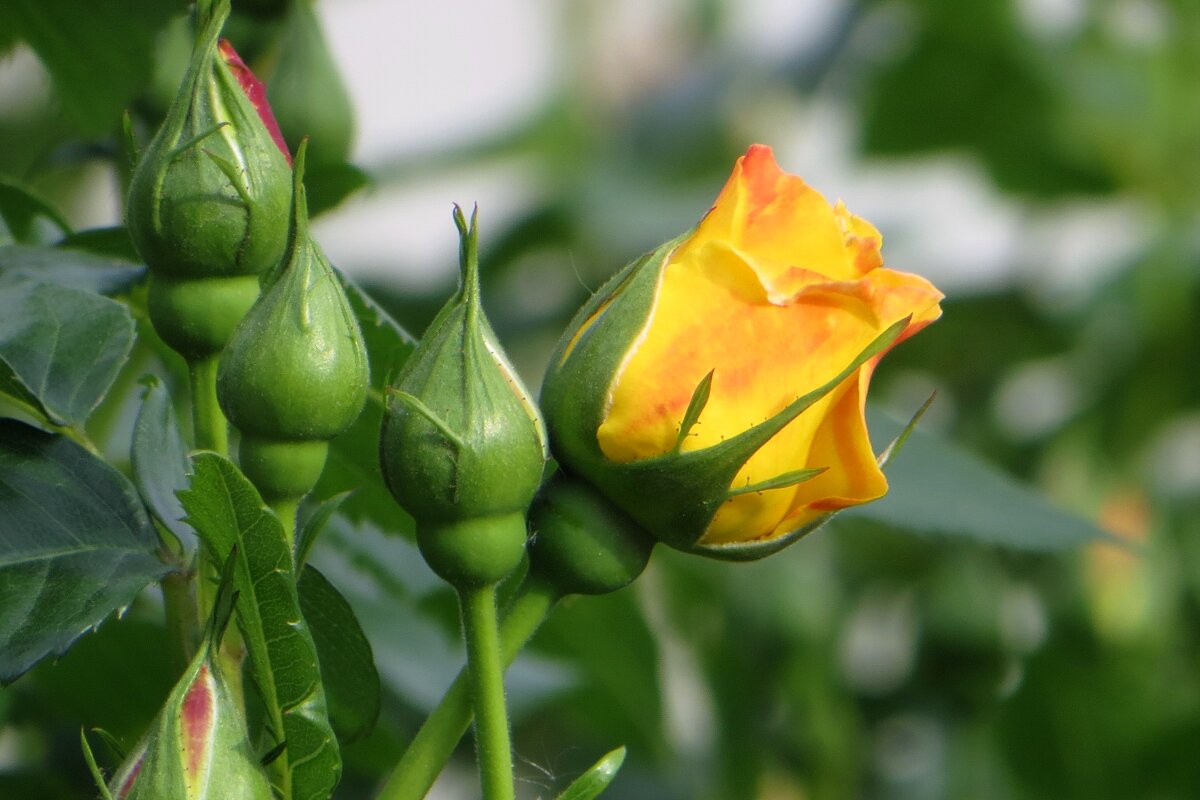 Розы на старте - Татьяна Смоляниченко Розы на старте - Татьяна Смоляниченко