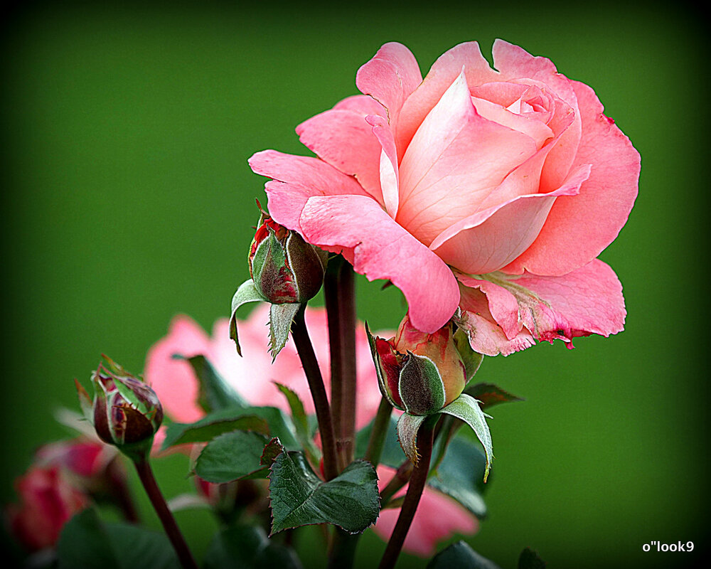 они на радость нам даны - Олег Лукьянов они на радость нам даны - Олег Лукьянов