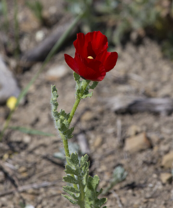 Аленький цветочек (горный мак) - Светлана Тихонина Аленький цветочек (горный мак) - Светлана Тихонина
