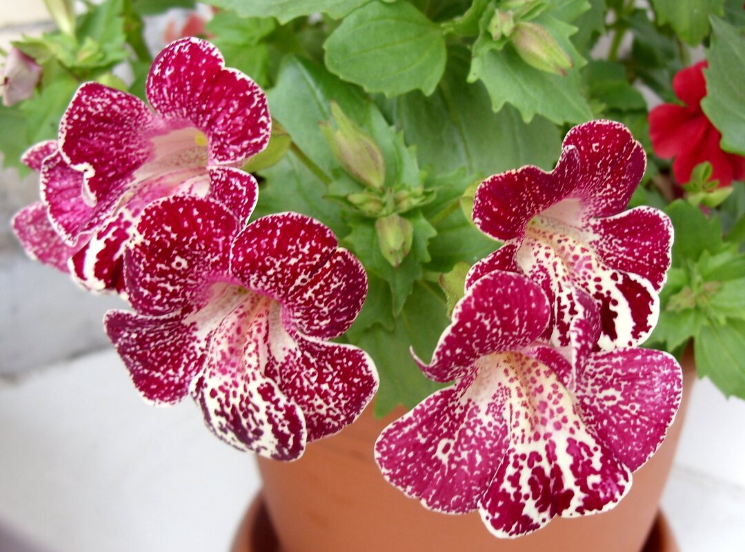 Мимулюс. - Ирина *** Мимулюс. - Ирина ***