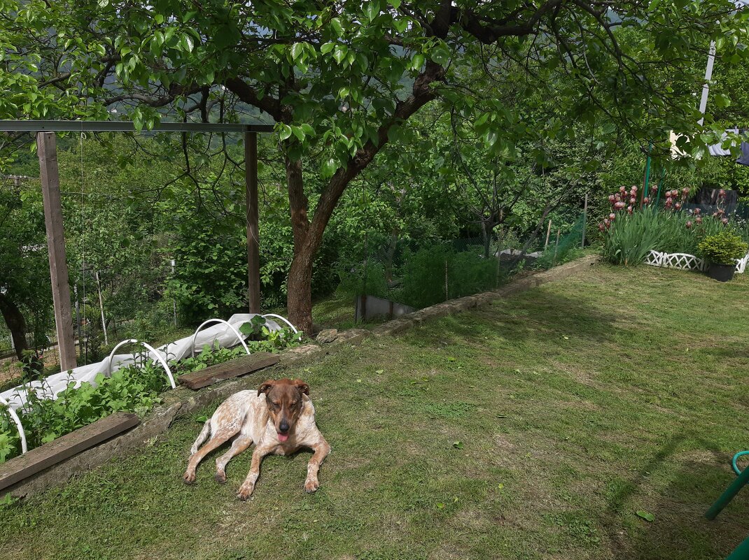 Бади - Tata Wolf Бади - Tata Wolf