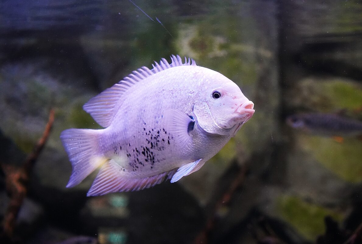 В Москвариуме - Татьяна Тюменка В Москвариуме - Татьяна Тюменка