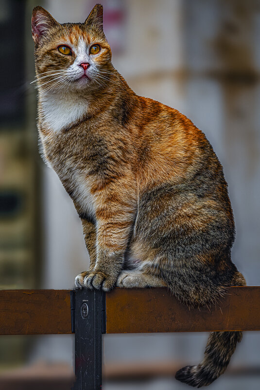 Машка из Хайфы - Shmual & Vika Retro Машка из Хайфы - Shmual & Vika Retro