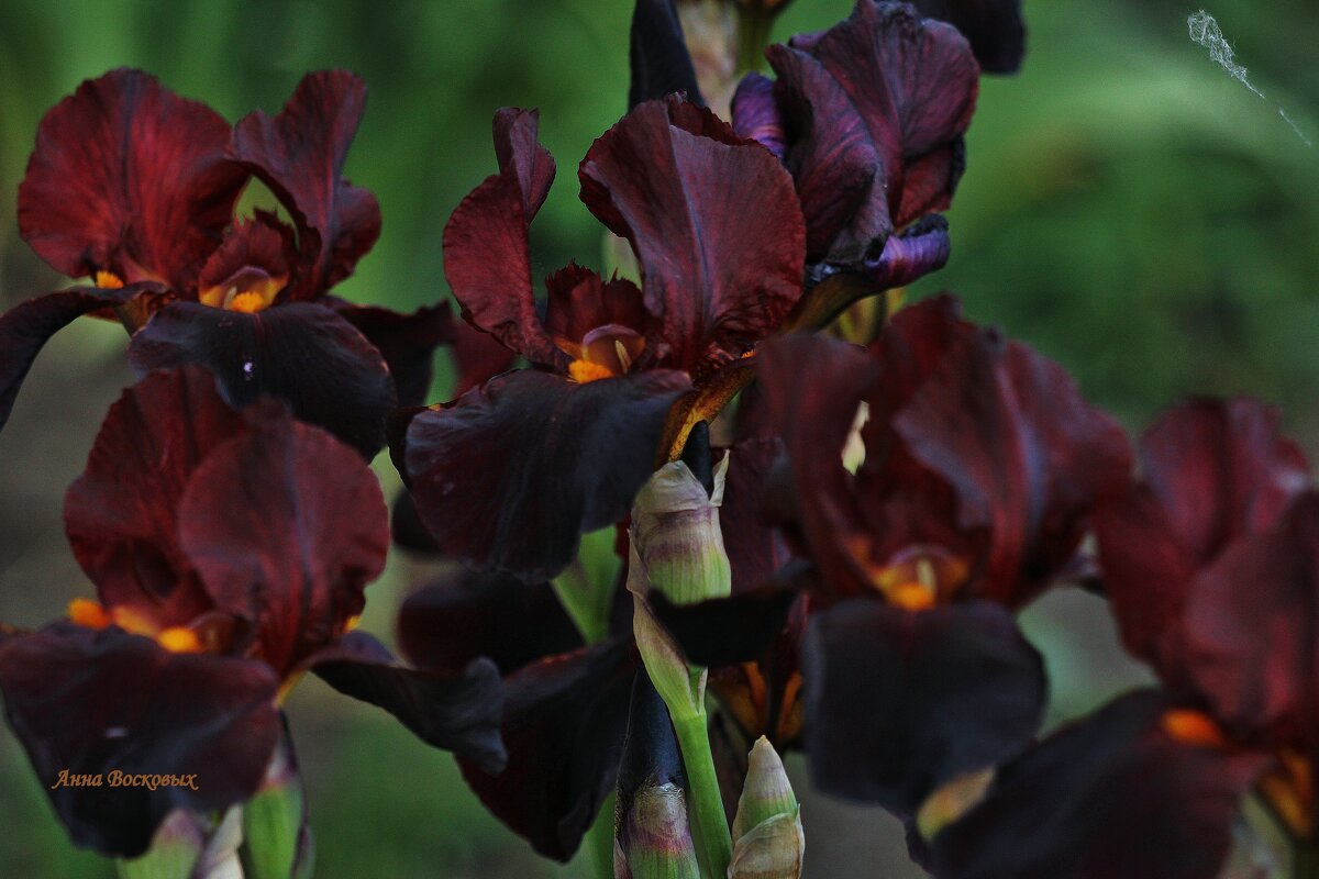 Ирисы. - Восковых Анна Васильевна Ирисы. - Восковых Анна Васильевна