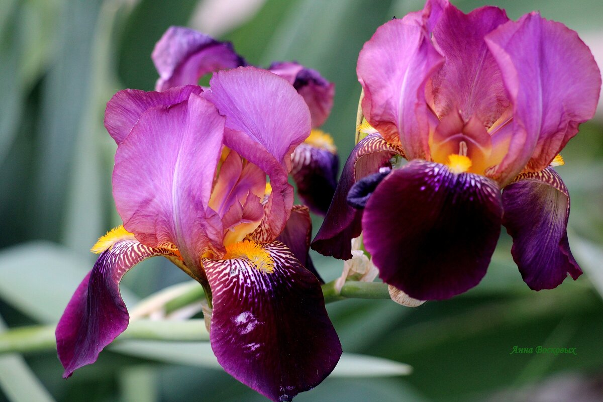 Ирисы. - Восковых Анна Васильевна Ирисы. - Восковых Анна Васильевна