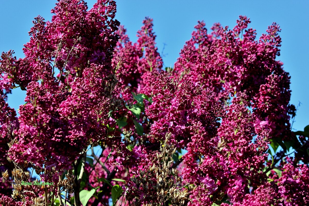 Красавица сирень. - Восковых Анна Васильевна 